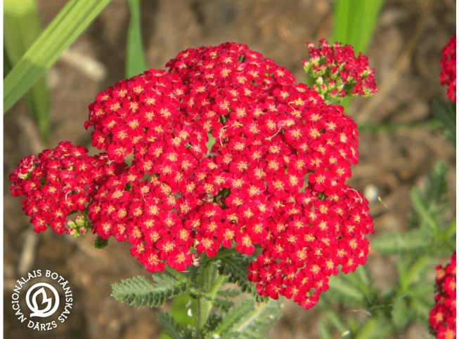 Achillea millefolium   'Red Velvet'
